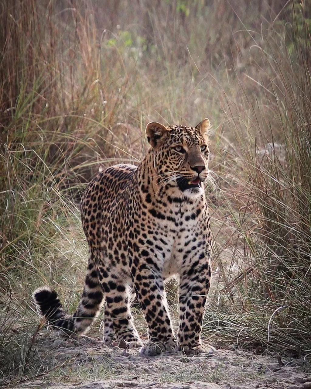 Indian Leopard