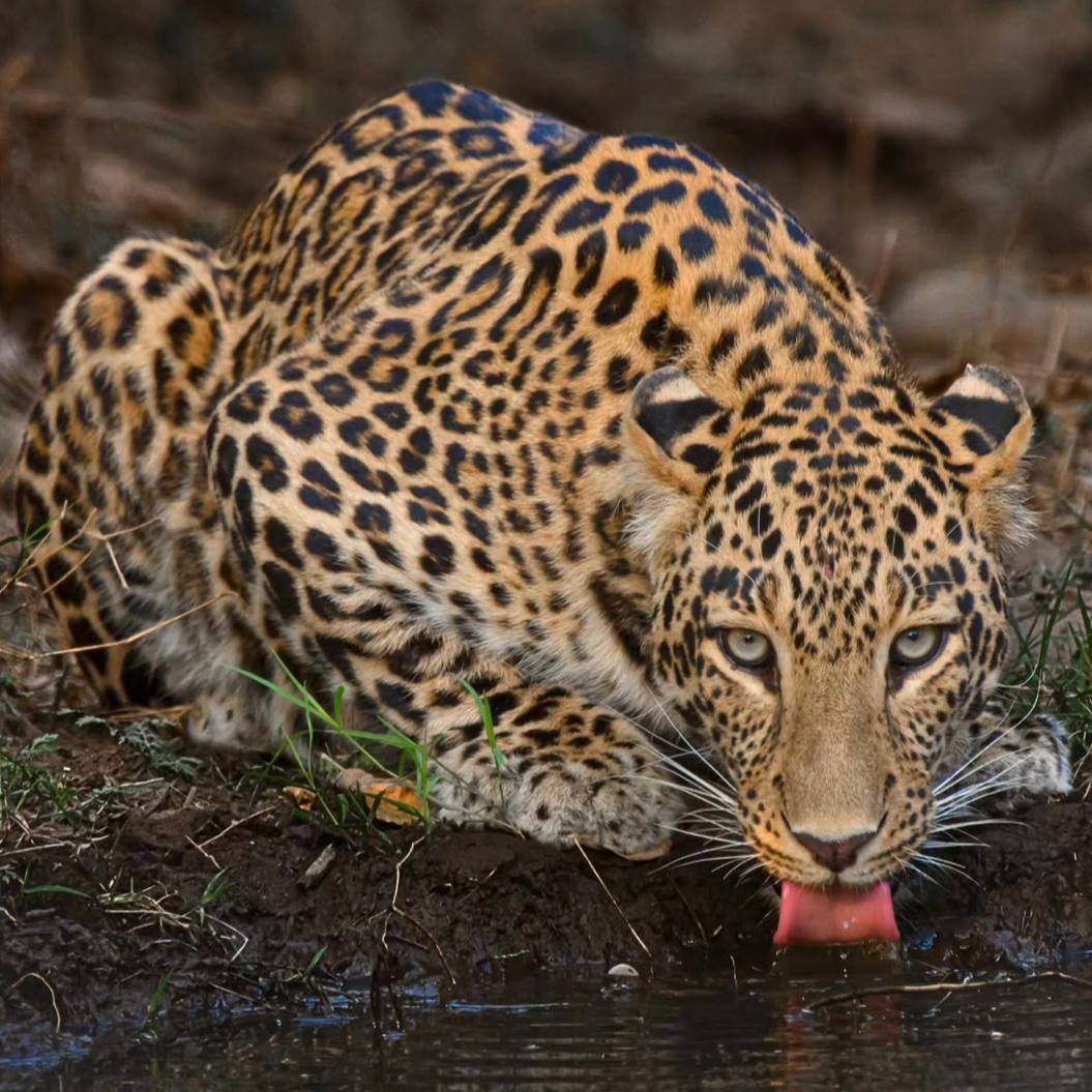 Indian Leopard in Rajaji National Park