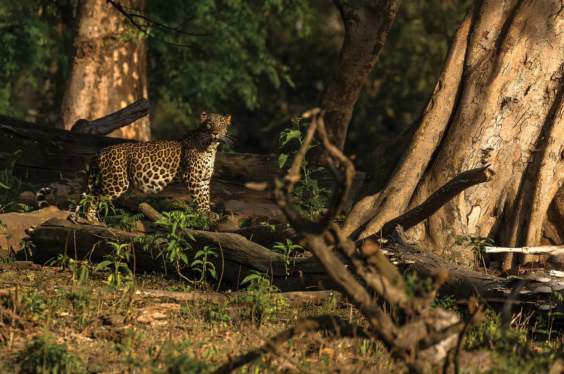 Rajaji National Park Jungle Landscape
