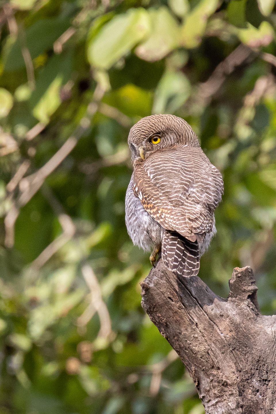 Crested Serpent Eagle & Hornbills