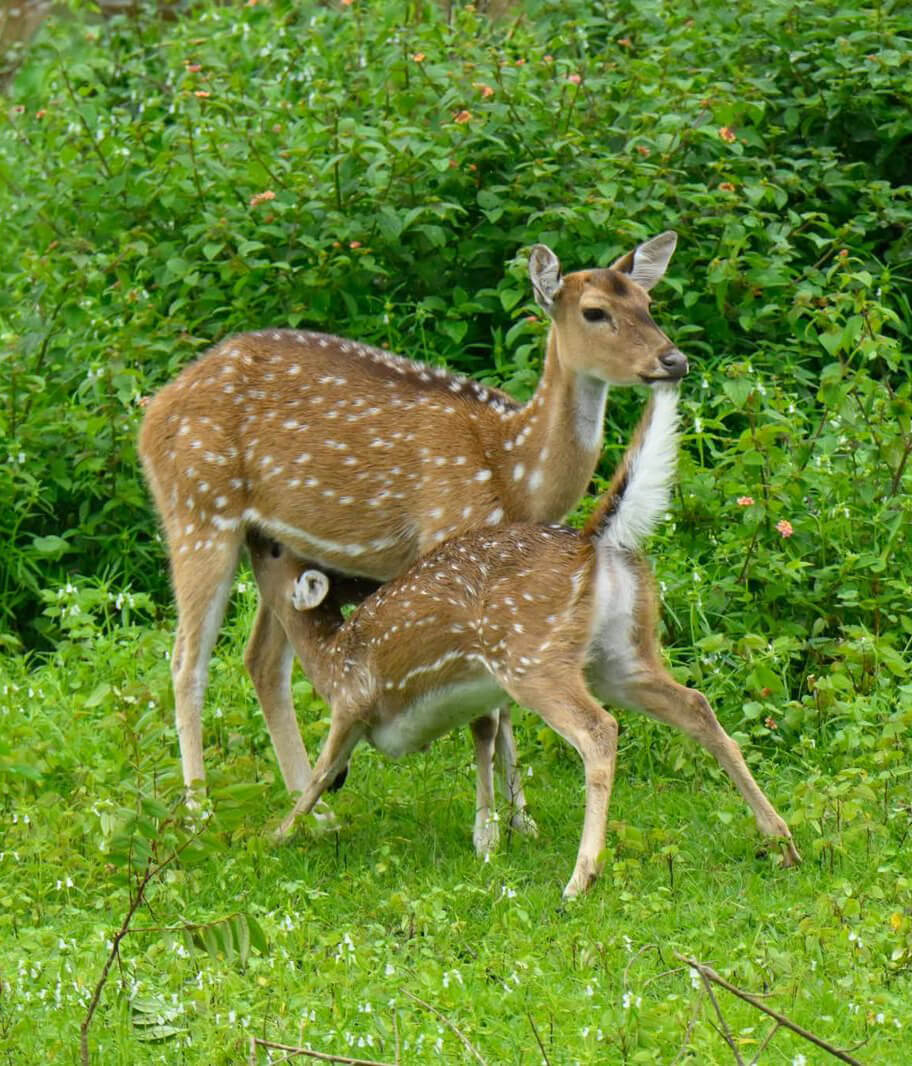 Spotted Deer (Chital)